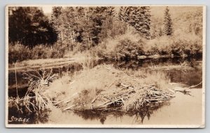 RPPC Otters Nest Photo By Stealy Postcards P24