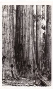 California Sequoia National Park The Congress Grove 1951 Real Photo