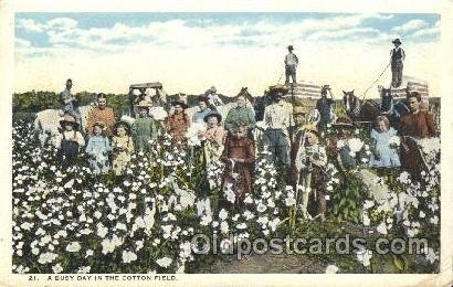 Cotton Field Farming, Farm, Farmer  1928 