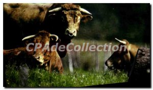 Modern Postcard Picturesque Limousin Breed Limousine cow beef