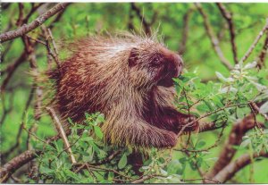 US Mendenhall Glacier, Alaska. Porcupine in a Willow Tree.  unused. Nice.