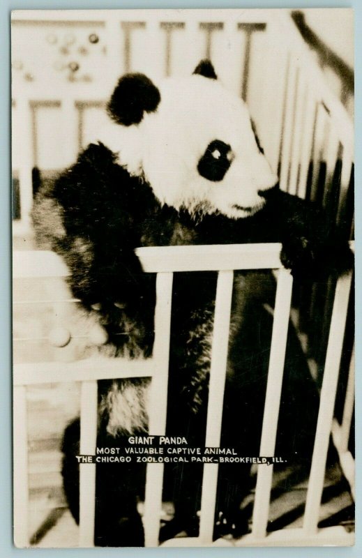 Brookfield Illinois~Chicago Zoo~Giant Panda in Baby Crib~Visited Today~1940 RPPC 