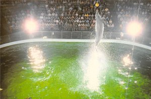 Bottlenose Dolphins Mystic Marinelife Aquarium Mystic CT 