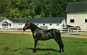 VT - Randolph. Morgan Black Stallion, Orcland Bold Fox. Green Mt. Stock Farm