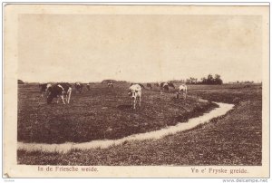 Cows in a pasture, In de Frieshe weide, Yn e' Fryske greide, Netherlands, 10-20s