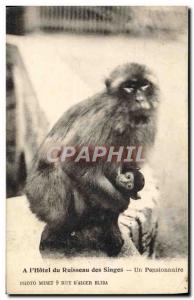 Old Postcard A L & # 39Hotel Creek Monkey A Monkey Boarder