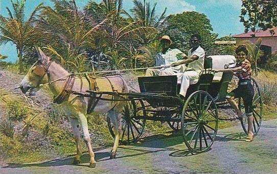 Barbados Old Donkey Drawn Buggy