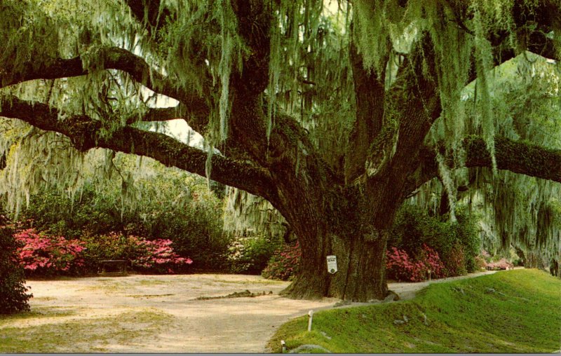 South Carolina Charleston Middleton Gardens The Famous Middleton Oak