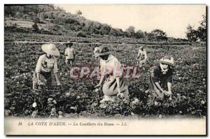 Old Postcard Cote d & # 39Azur picking roses