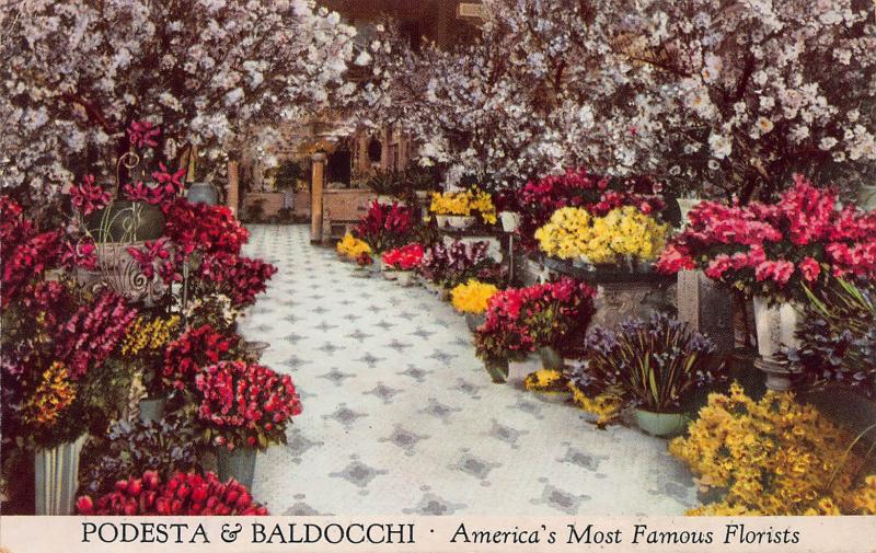 Podesta & Baldocchi, America's Most Famous Florists, Early Postcard, Unused