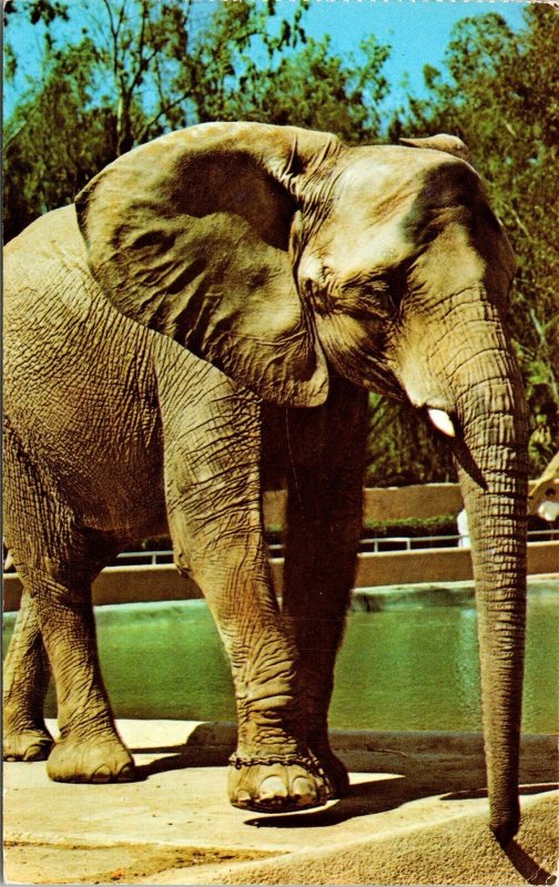 San Diego Zoo African Elephant California CA Postcard PM Cancel WOB Note VTG 13c 