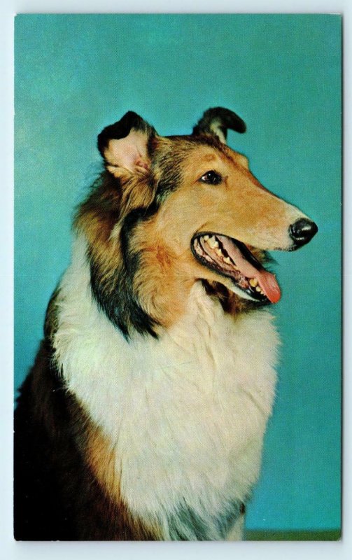 LASSIE LOOK- ALIKE~ Portrait of BEAUTIFUL COLLIE c1960s Mainzer  Postcard