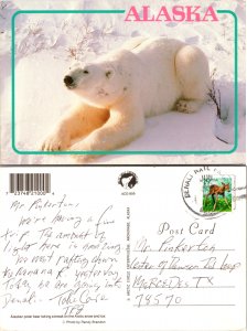 Alaska Polar Bear (10689)