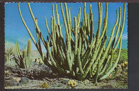 Organ Pipe Cactus AZ Postcard BIN E541