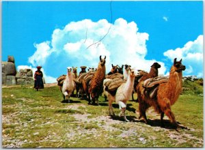 VINTAGE CONTINENTAL SIZED POSTCARD CARAVAN OF LLAMAS AT CUSCO PERU POSTED 1984