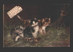 3078593 Colorful KITTENS near BROOM Vintage RPPC 1903 year