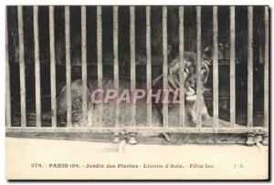 Old Postcard Paris Garden plants Lioness d & # 39Asie Felis Leo Leo