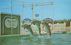 Marineland Florida Porpoise Leap Triple Jump Dolphin Postcard