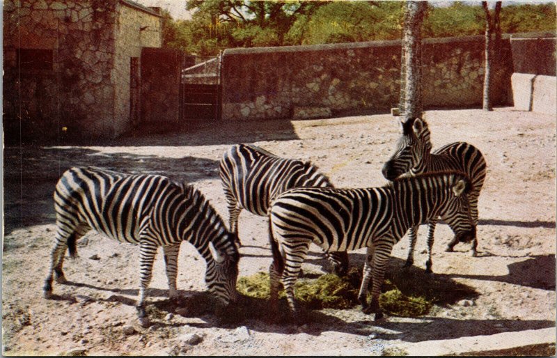 Vtg 1950s Chapman's Zebra San Antonio Zoo Texas TX Unused Postcard