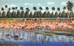 Flock of Flamingos Miami, Florida, USA Unused 