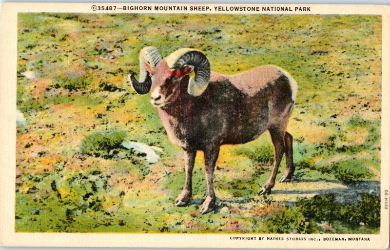 Bighorn Mountain Sheep Yellowstone National Park Postcard