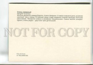 195571 Europe Reindeer old postcard