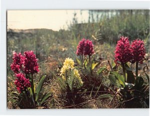 Postcard Beautiful Early Marsh Orchids