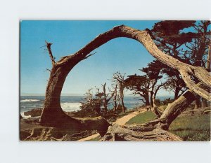 Postcard The Grotesque Cypress, 17 Mile Drive, Pebble Beach, California