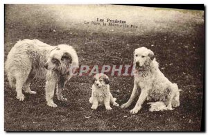 Old Postcard Dog Dogs Pyrenees The Father The mother and son