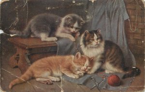 Adorable kitties cats postcard 1918