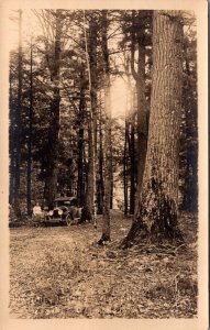 Real Photo PC Early Automobile in Forest Nature Lovers Paradise Cable Wisconsin