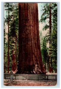 1907-10 Redwood Giant Forrest California. Postcard F126E