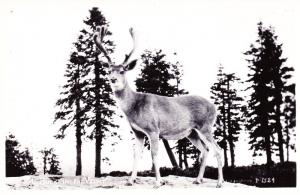 RPPC Mule Deer, Western U.S. Rocky Mountains, Buck in the Velvet Postcard A24