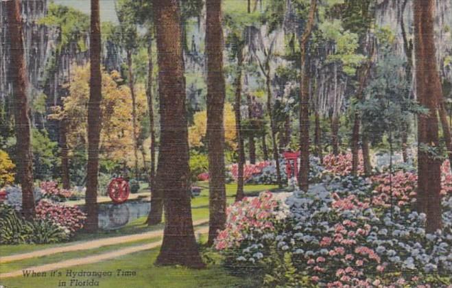 Flowers When It's Hydrangea Time In Oriental Gardens Jacksonville Florida 195...