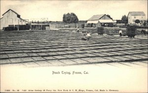 Fresno California CA Peach Trying Farming Agriculture c1910 Vintage Postcard