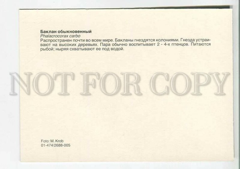 195562 Europe common Cormorant old postcard