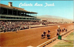 Tijuana, Mexico  CALIENTE RACE TRACK Horse Racing & Grandstand VINTAGE Postcard