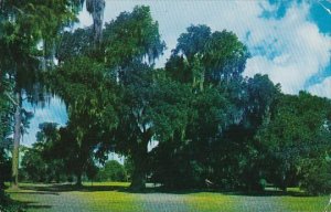 Gabriel Oak Longfellow Evangeline State Park Saint Martinville Louisiana 1961