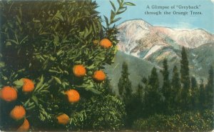 Redlands CA Glimpse of Greyback Mountain through Orange Trees Postcard Unused