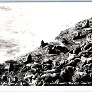 c1950s Oregon Coast Hwy, OR RPPC Sea Lions SUnning Rocks Caves Seal Photo A165