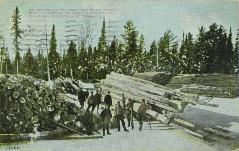 C. 1908 Logging, La Salle St. Chicago, Ill. Vintage Postcard P49