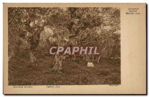 Postcard Old Javanese Cemetery Central Java Indonesia