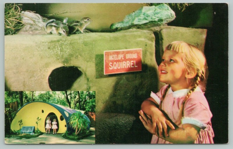 San Diego California~Rodent tunnel Children's Zoo~Standard Chrome Postcard