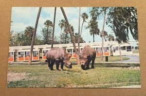 1982 USED POSTCARD - RHINOS SEEN FROM GLASS ENCLOSED MOMORAIL SAFARI, TAMPA, FLA