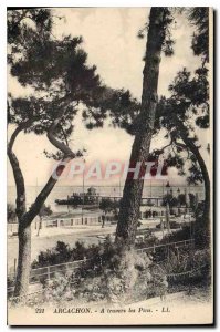 Old Postcard Arcachon through the Pines