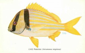Artist impression Chicago Illinois John C. Shedd Aquarium Postcard 21-1653