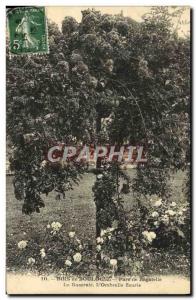 Old Postcard Bois de Boulogne Bagatelle rose garden the flowers & # 39ombrelle