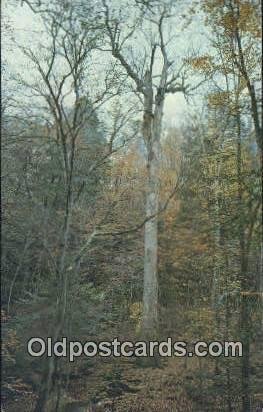 Yellow Poplar Tree - Hepsidam, Alabama AL