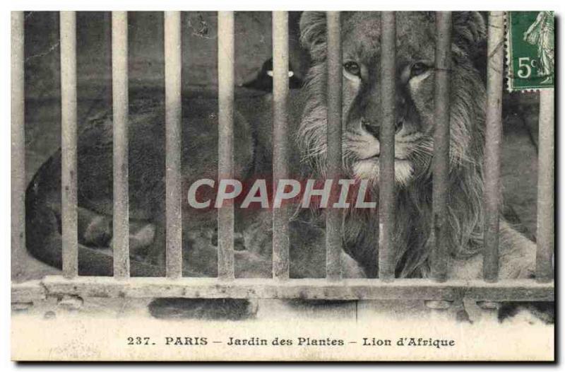 Old Postcard Paris Garden plants Lion & # 39Afrique