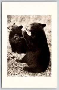 RPPC Two Alaska Black Bears Real Photo Postcard T26